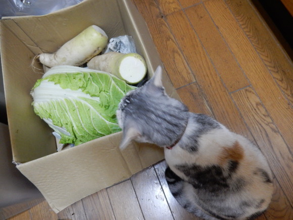 鍋とお漬物に!_e0355177_16025211.jpg