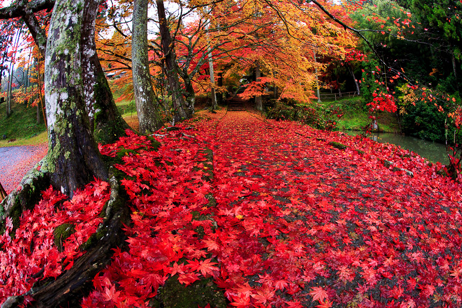 紅葉2016！　～龍穏寺　其の壱～_b0128581_21461510.jpg