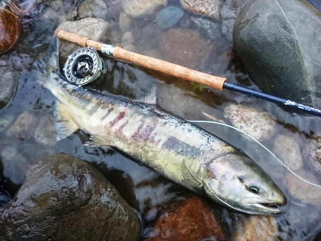 荒川サーモン2016_c0157482_11251737.jpg