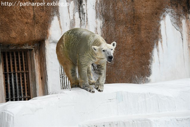 ２０１６年１１月　天王寺動物園　その４　夕方のShilka_a0052986_741339.jpg