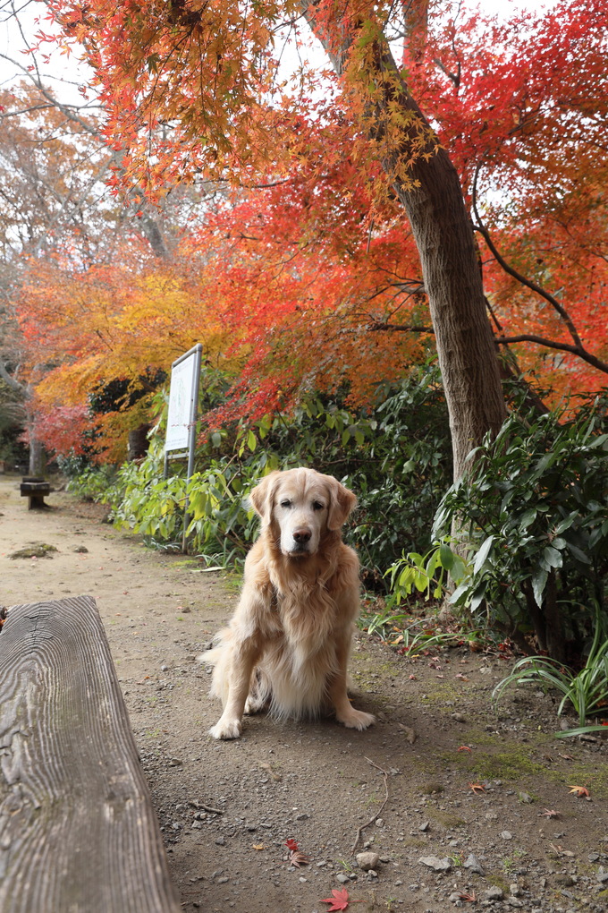 紅葉真っ盛りの憮然顔♪_b0275998_13185597.jpg