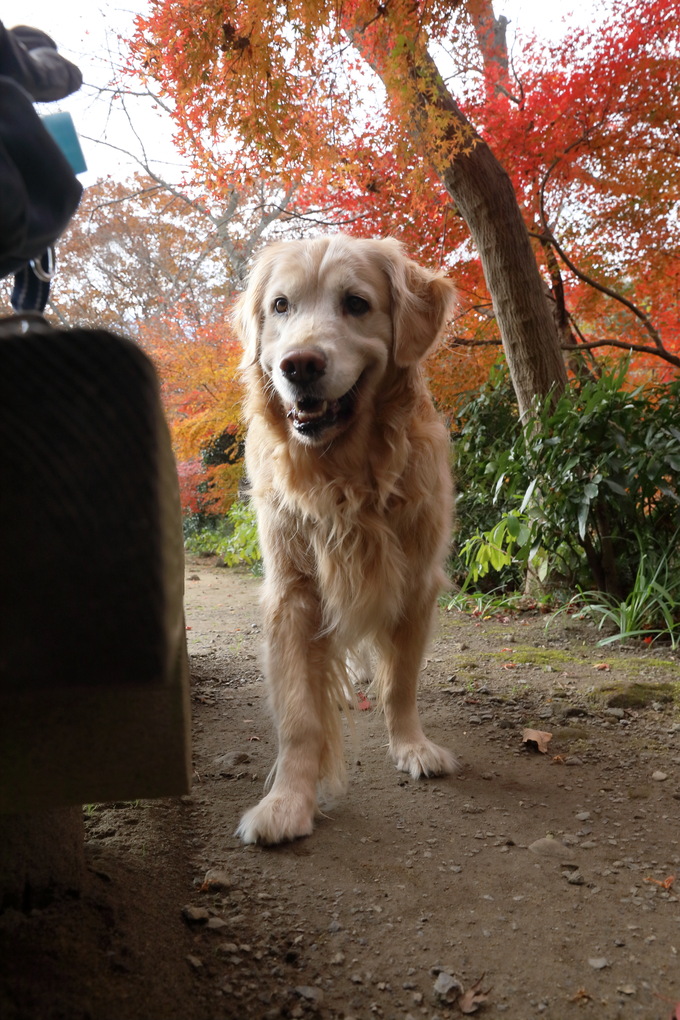 紅葉真っ盛りの憮然顔♪_b0275998_13201774.jpg