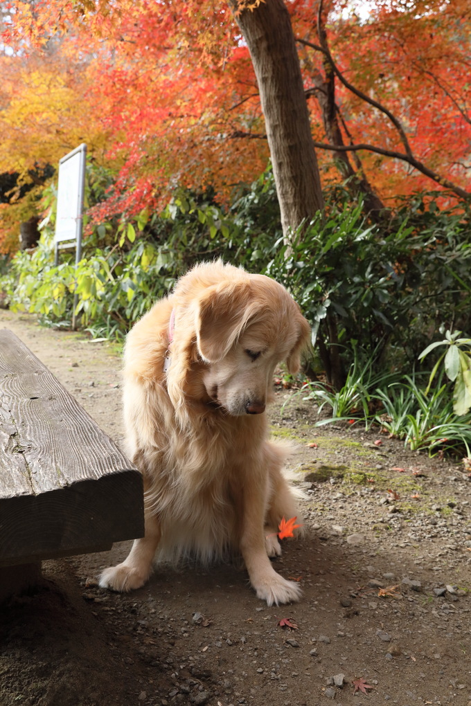 紅葉真っ盛りの憮然顔♪_b0275998_13224110.jpg