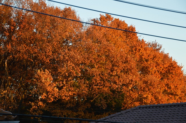c0124100_0204231.jpg