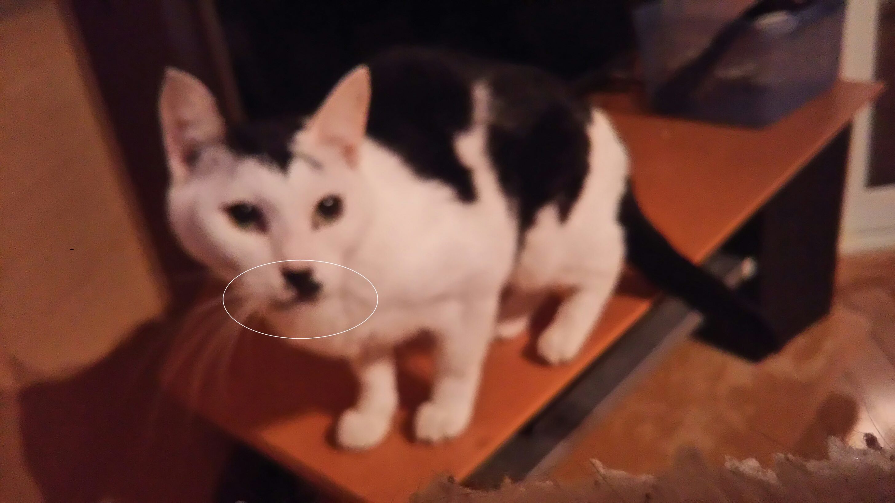 むっちゃんピコってみた!_f0242002_23312313.jpg