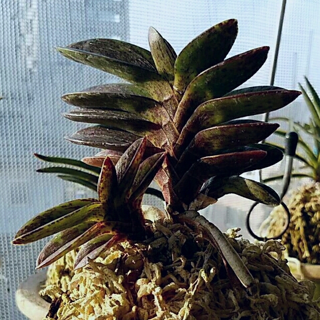 黒潭 - 奥深い富貴蘭