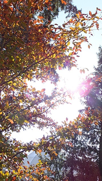 e0136420_21314774.jpg