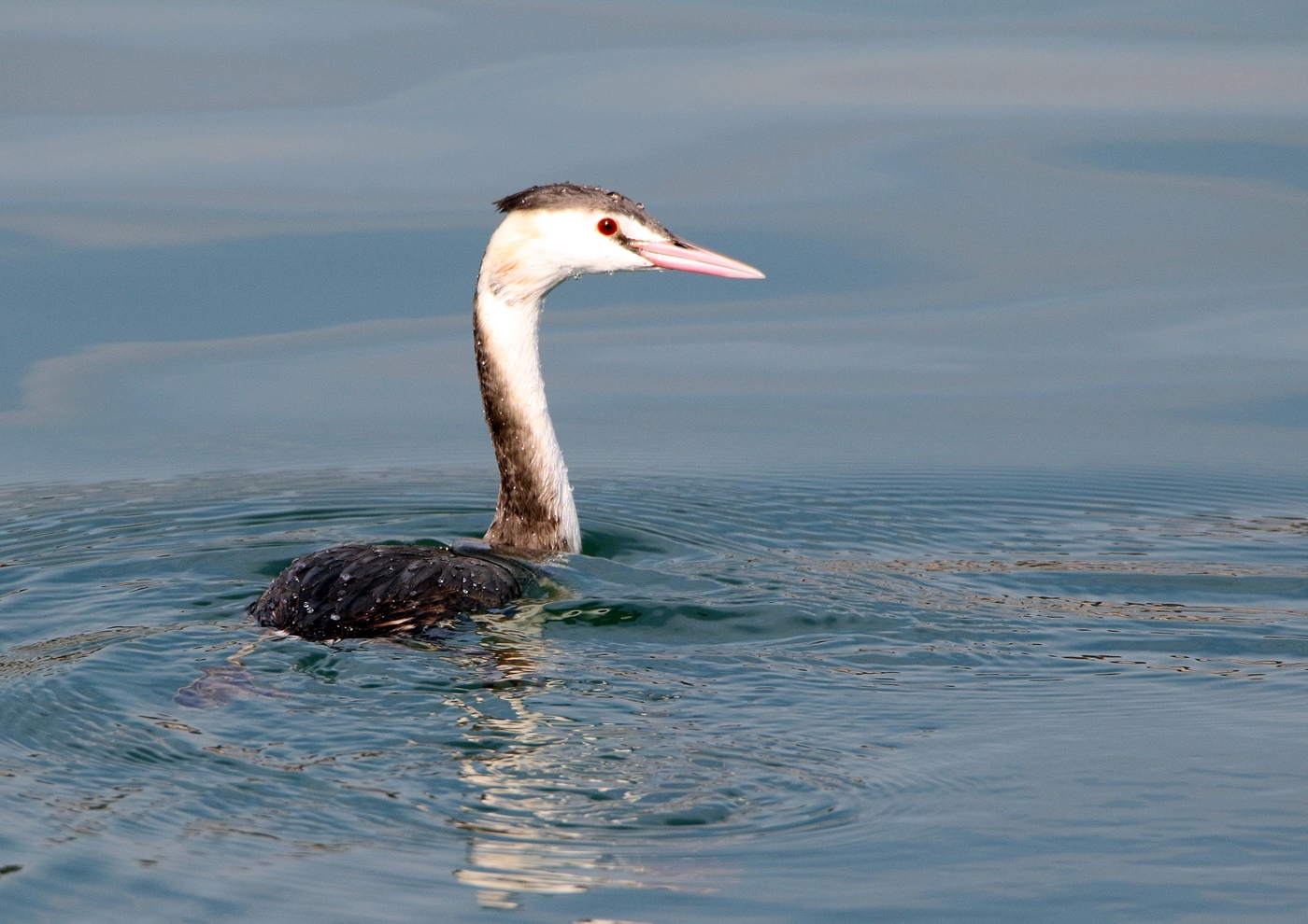 冬鳥の飛来（海田湾周辺）_f0310221_14305456.jpg