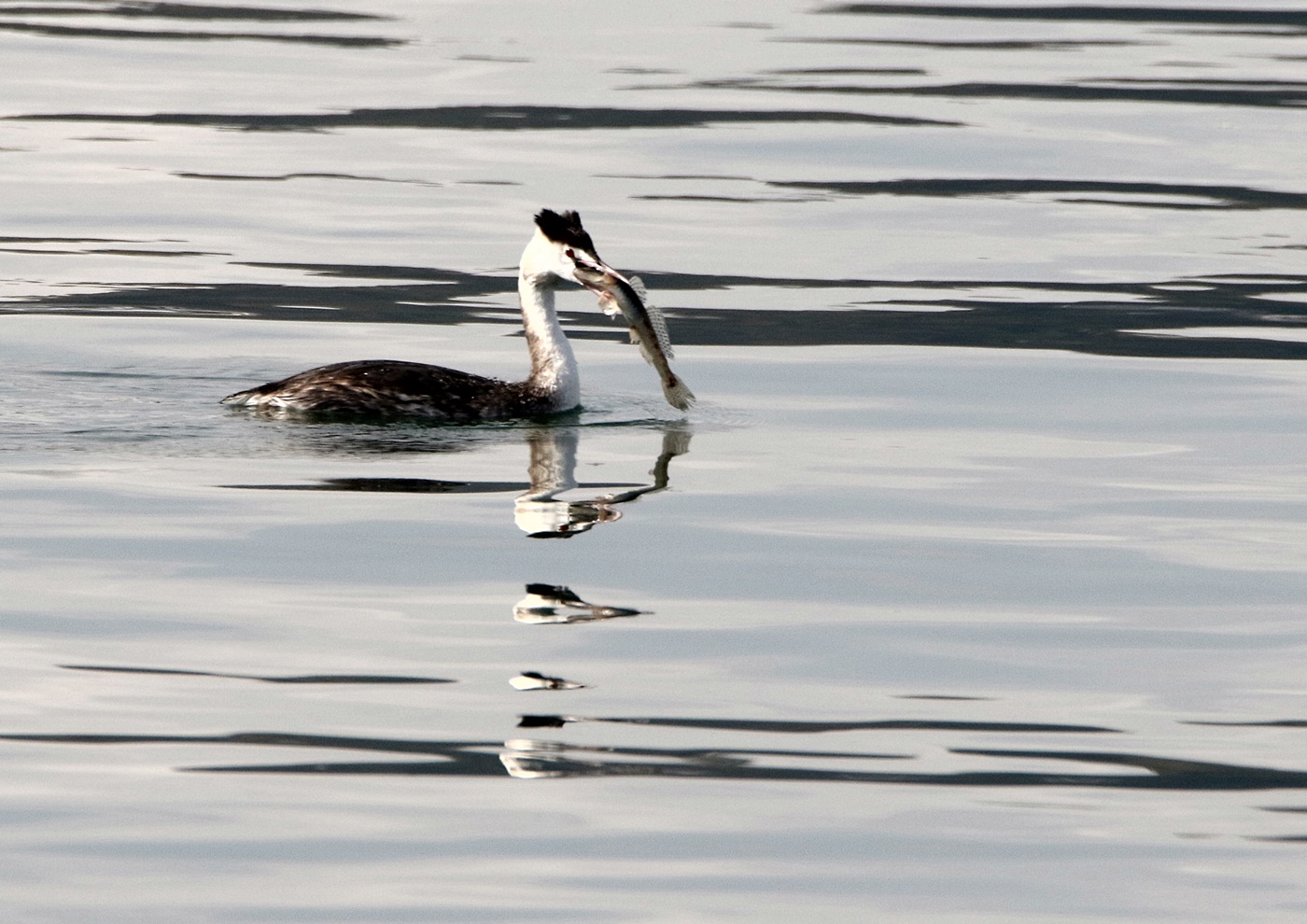 冬鳥の飛来（海田湾周辺）_f0310221_14311564.jpg