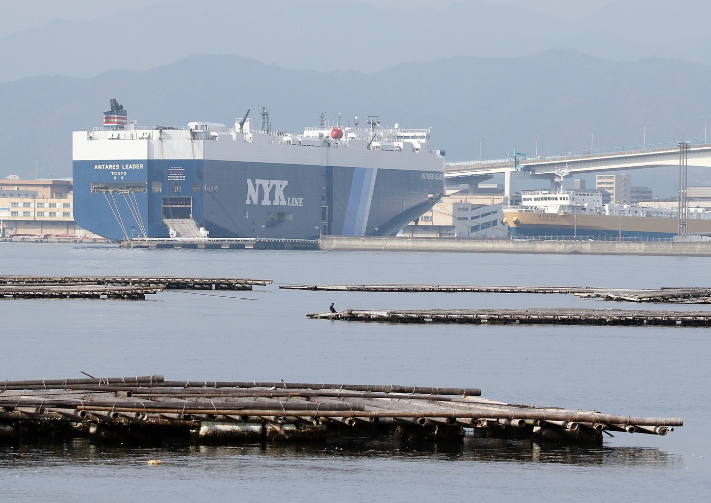 冬鳥の飛来（海田湾周辺）_f0310221_14315726.jpg