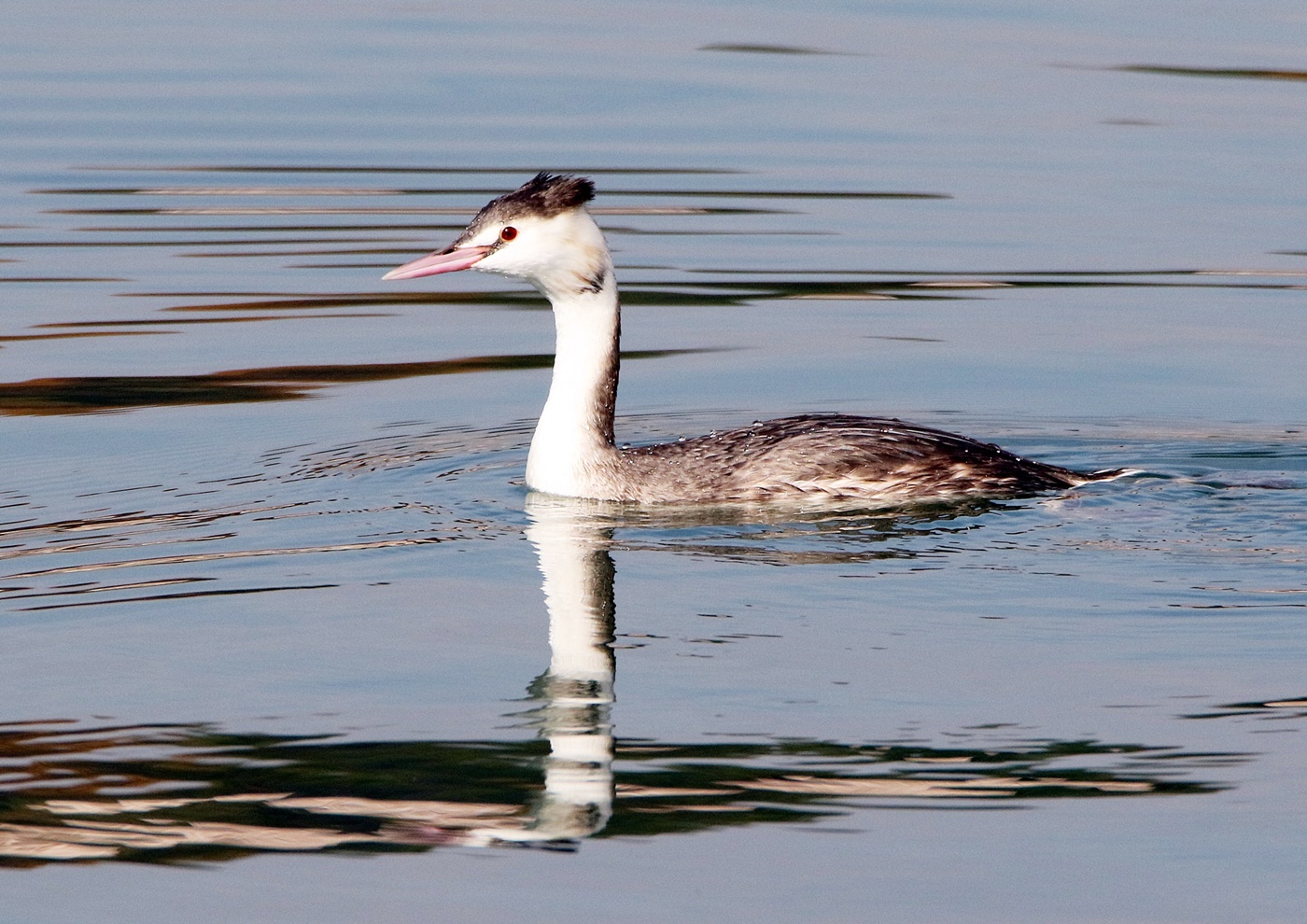 冬鳥の飛来（海田湾周辺）_f0310221_1431575.jpg