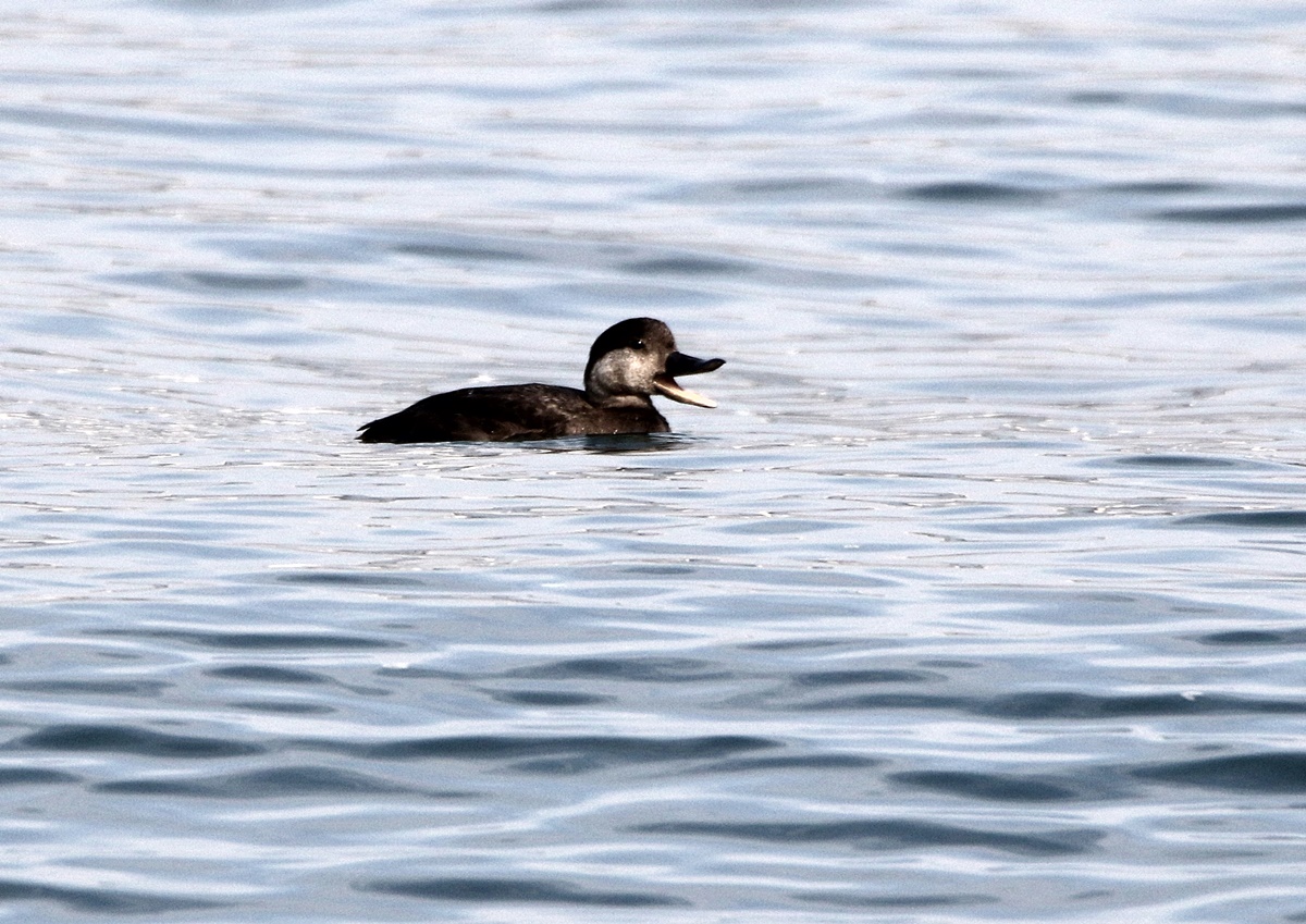 冬鳥の飛来（海田湾周辺）_f0310221_14322666.jpg