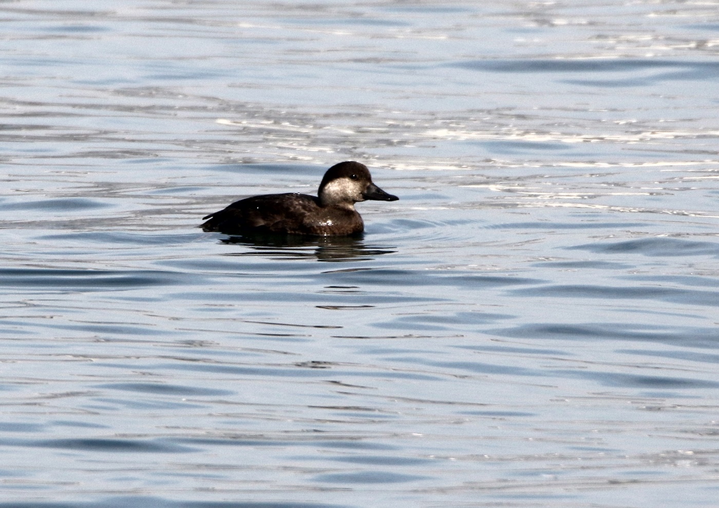 冬鳥の飛来（海田湾周辺）_f0310221_1432964.jpg