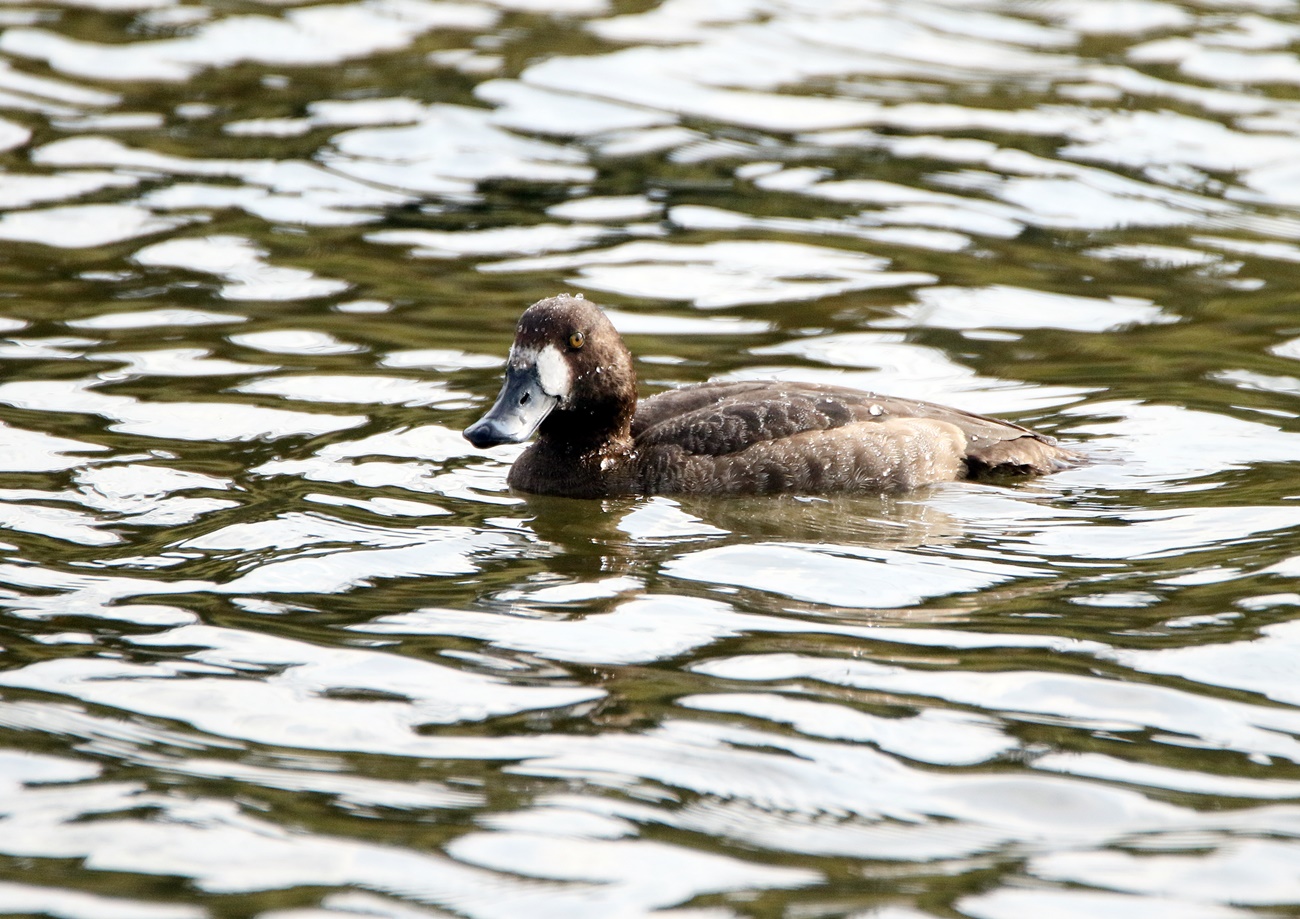 冬鳥の飛来（海田湾周辺）_f0310221_14332967.jpg