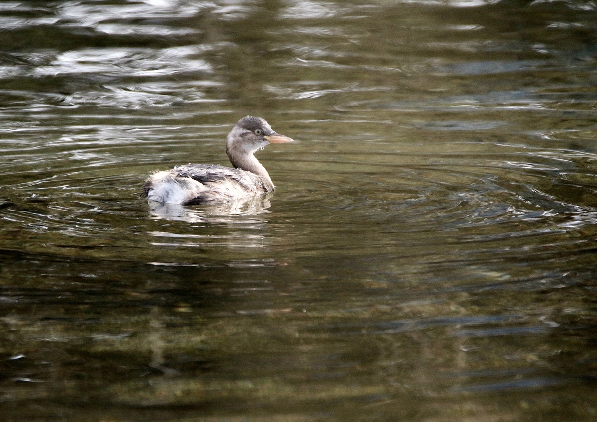 冬鳥の飛来（海田湾周辺）_f0310221_1433542.jpg