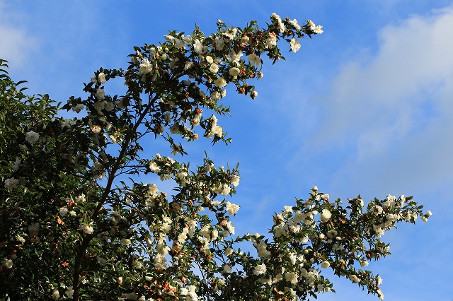 e0321325_14562928.jpg