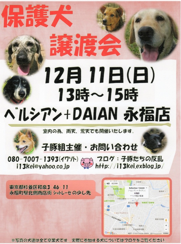 里親募集の”さくら”譲渡会参加犬のご紹介♪_a0166629_052547.jpg