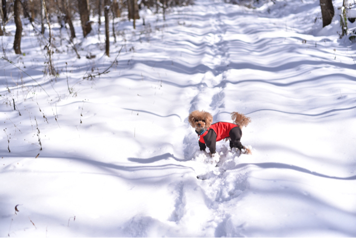 雪玉まみれ〜(>_<)_d0025144_01143160.jpg