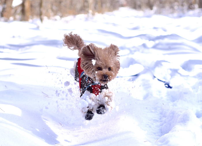 雪玉まみれ〜(>_<)_d0025144_01143232.jpg