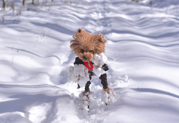 雪玉まみれ〜(>_<)_d0025144_01143368.jpg