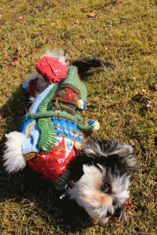 c0145250_10322660.gif