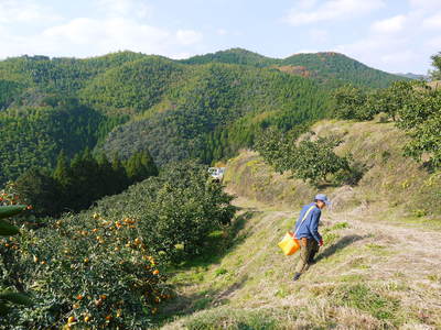 ザ・みかん 晩生(おくて)みかん「金峰」「青島」の収穫!!2016 中世みかん『ひのみらい』大好評発売中!_a0254656_16493286.jpg