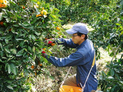ザ・みかん 匠が育てた濃い味のみかん!大好評販売中!金峰、青島の収穫とひのみらいの選果の様子!_a0254656_17563458.jpg