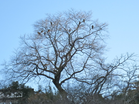 野生のセリと野生のトビ_c0260460_17080922.jpg