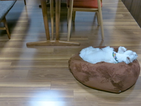 すねる息子_c0260460_21511805.jpg