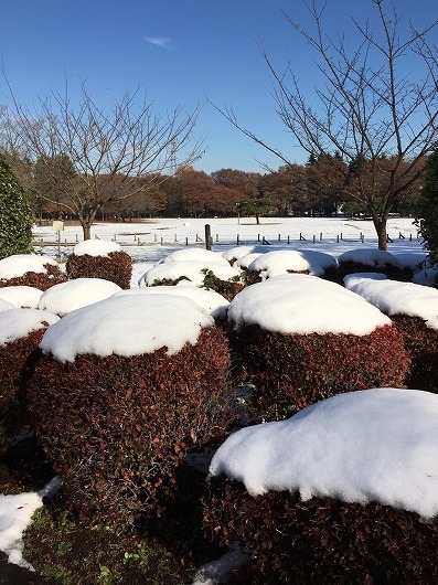 北国の大雪原？？ /　自宅封鎖（11月25日）_b0145863_19132349.jpg