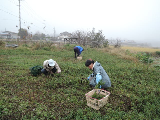 １２月７日の農園の一日_a0144564_13545778.jpg