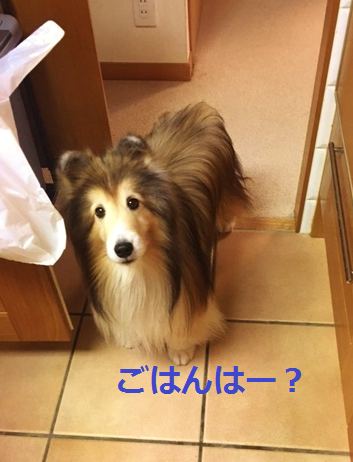 a0157174_16361411.png