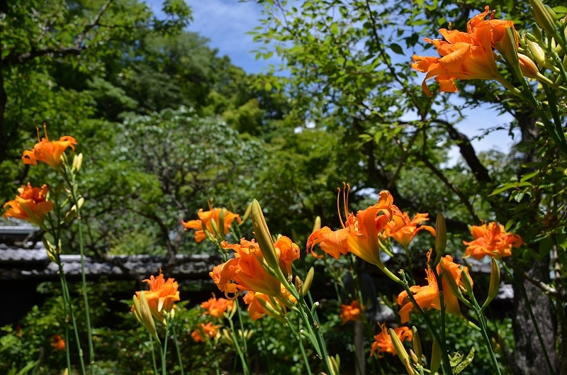 a0169902_00035575.jpg