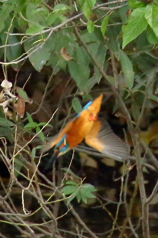 カワセミの華麗なダイブを狙った日（葛飾区、水元公園）_b0291402_08292683.jpg