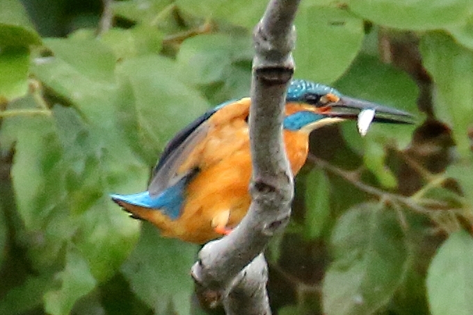 カワセミの華麗なダイブを狙った日（葛飾区、水元公園）_b0291402_08301947.jpg