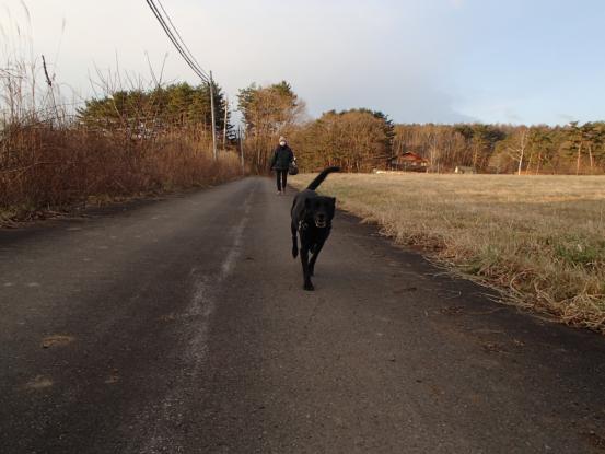 喜び犬とマイペース犬_f0064906_1531464.jpg