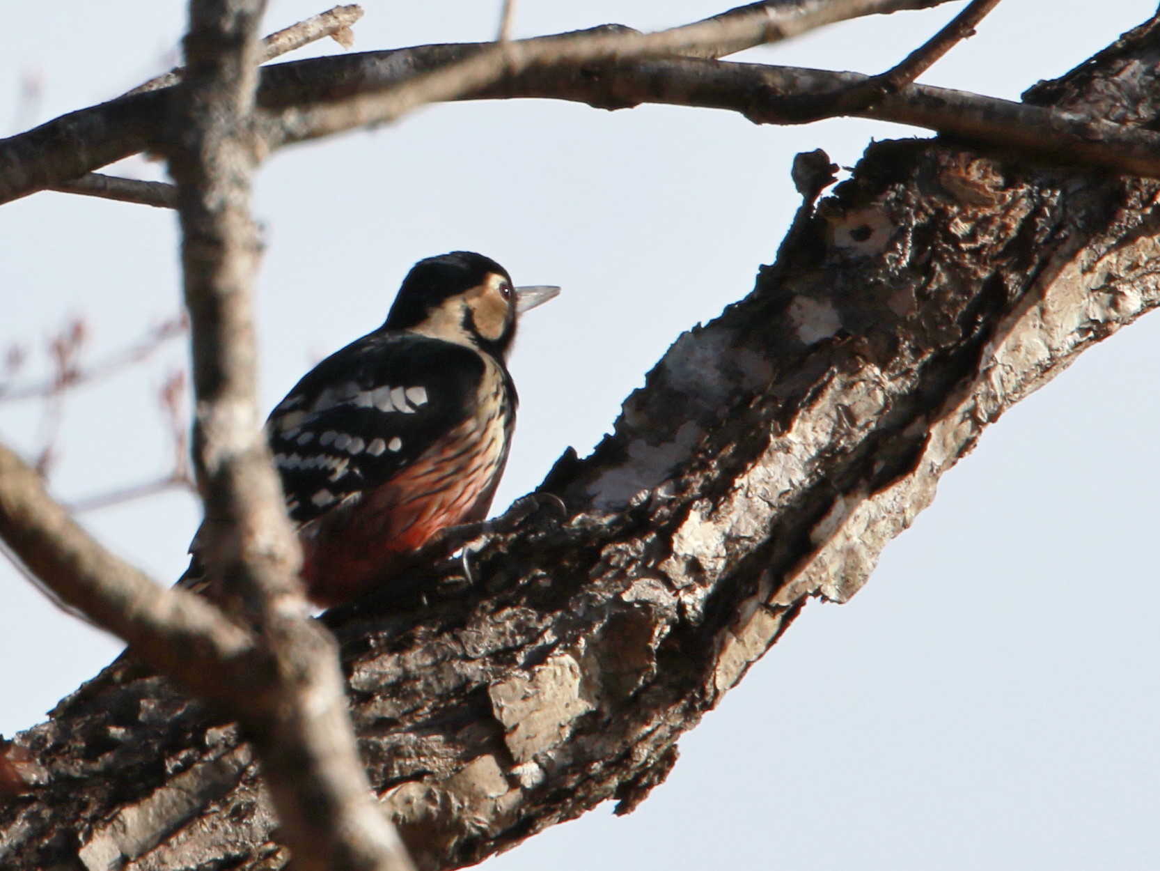 オオアカゲラ♀ SGS_d0346713_20080559.jpg