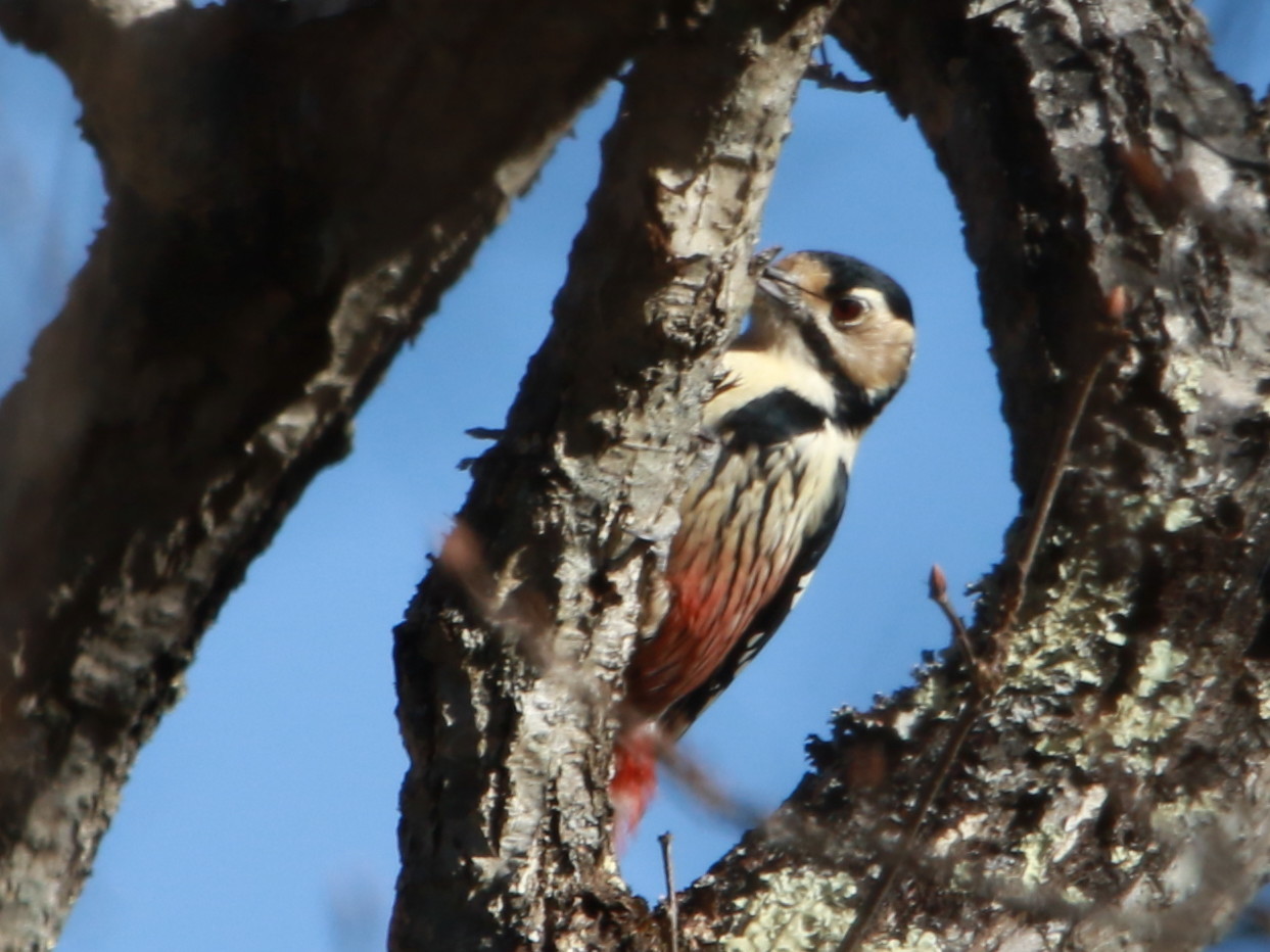 オオアカゲラ♀ SGS_d0346713_20552106.jpg