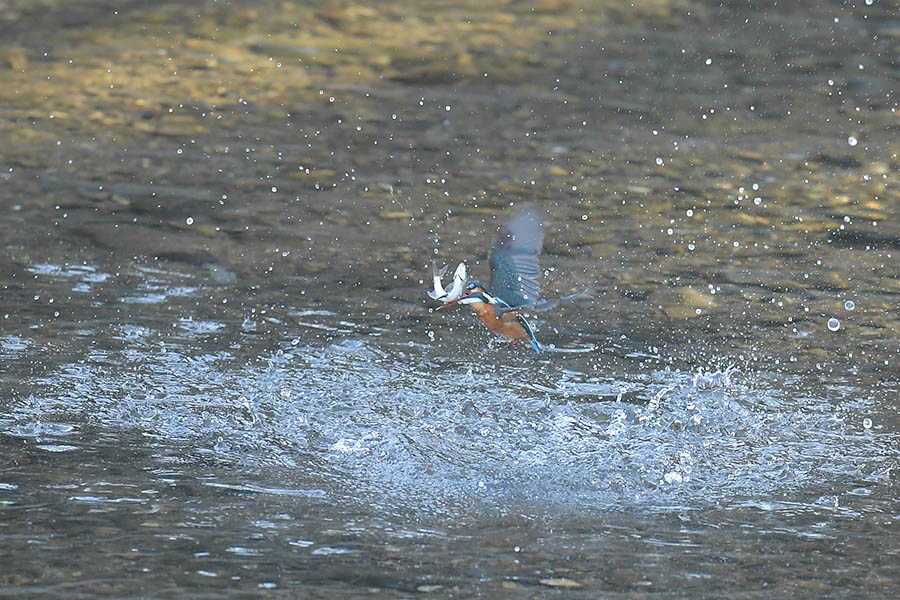 161209 川ホバ1と池水物_c0278820_1843611.jpg