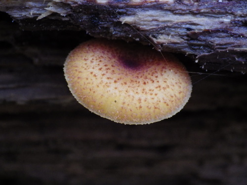 e0352220_20441323.jpg