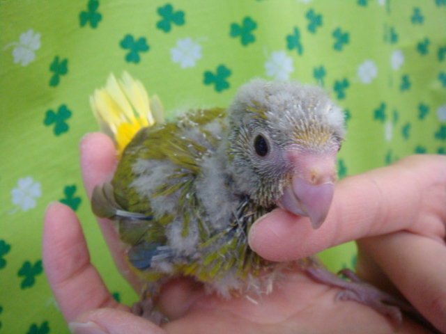 161209 フェレット・インコ・ウサギ_f0189122_1624151.jpg