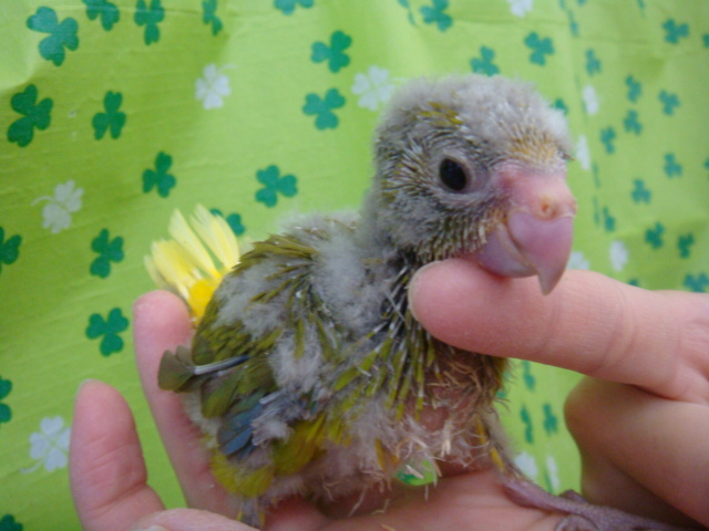 161209 フェレット・インコ・ウサギ_f0189122_1625050.jpg