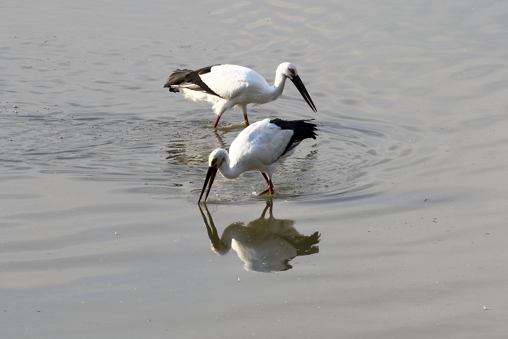 コウノトリ高松に飛来_a0165631_16333032.jpg