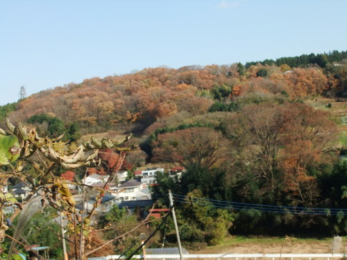 苦戦...レタスの収穫開始です_b0137932_17490546.jpg