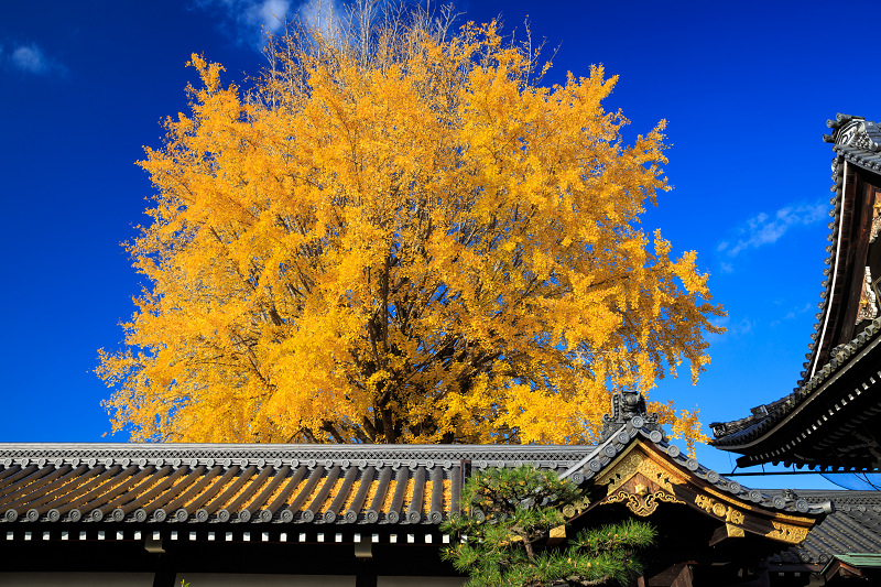 京都の紅葉2016 本願寺の黄金色_f0155048_23313592.jpg