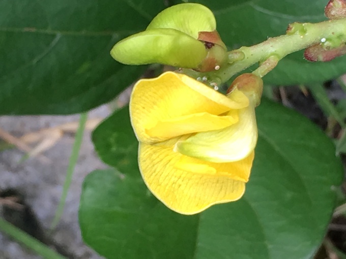 ハマササゲなど、浜辺、磯近くの草木、草花_e0200761_19563127.jpg