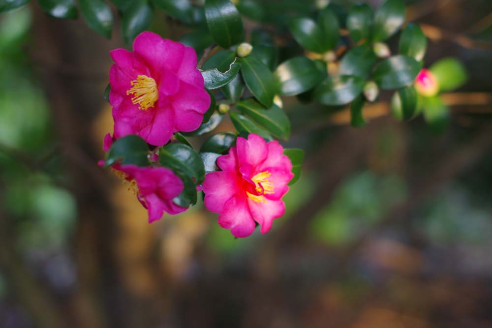 山茶花の季節　その弐_c0116464_197355.jpg