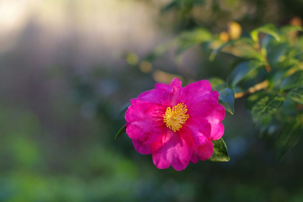 山茶花の季節　その弐_c0116464_1985286.jpg