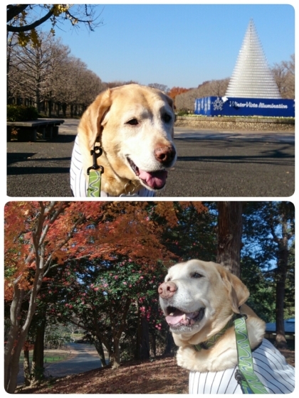 紅葉狩り＆X\'mas  in  昭和記念公園_e0046305_07051118.jpg