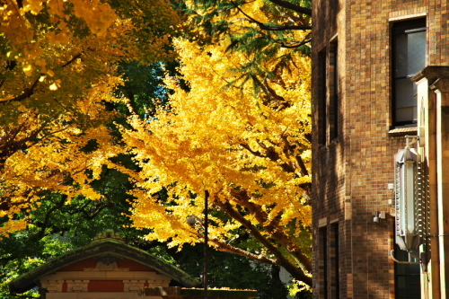 a0263109_19330474.jpg